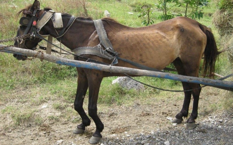 Hjelp ROLDA å få bygge ett hestefristed