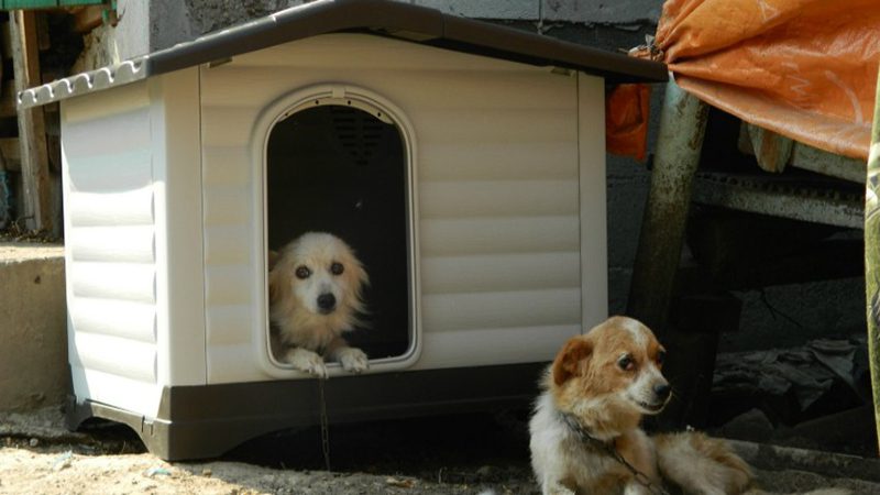 Hundehusprosjekt