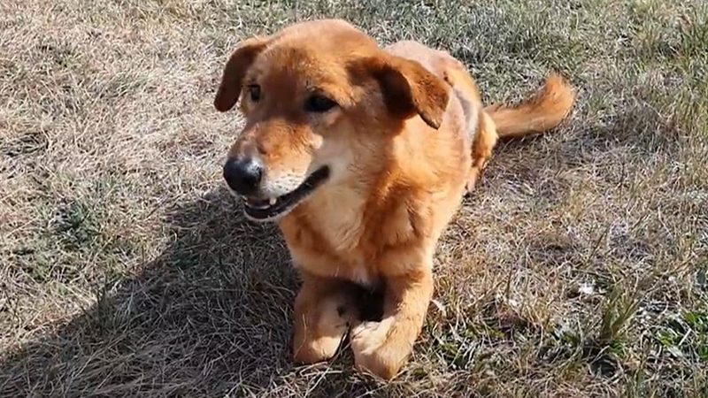 Hjelp ROLDA med å redde hunder som Chico!