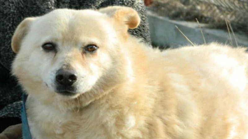 Ett bitt er alt som skal til