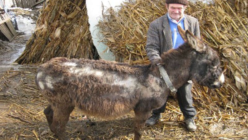 Ben – ROLDAs første esel