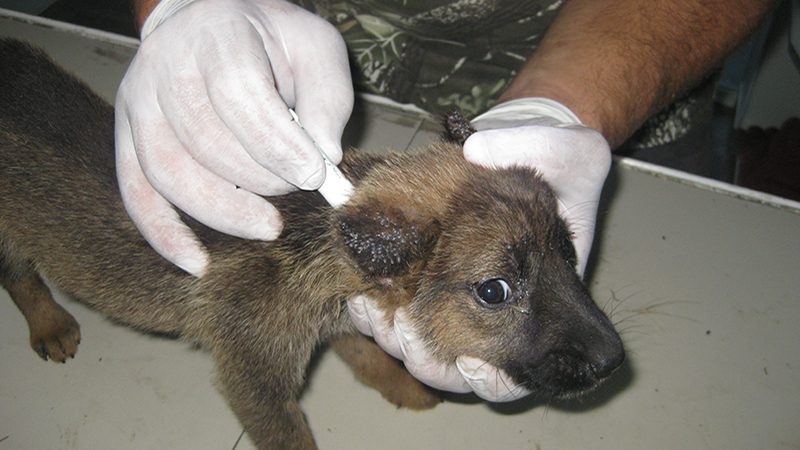 Jeg overlevde midden