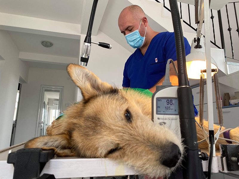 For 3 dollar i uken kan du forandre en hunds liv i dag.