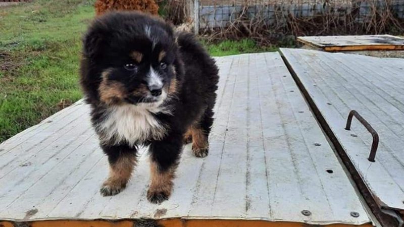 31 tidligere gatehunder ankom Sverige