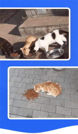 Vær en helt for dyr i nød