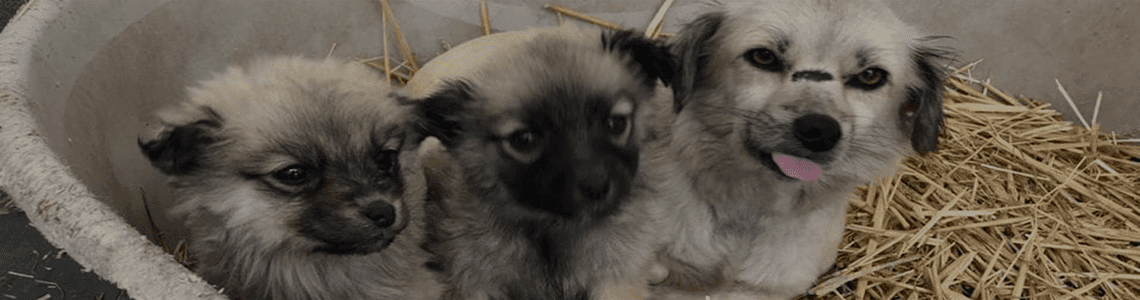 Vår rolle hva angår ansvarlig hold av kjæledyr