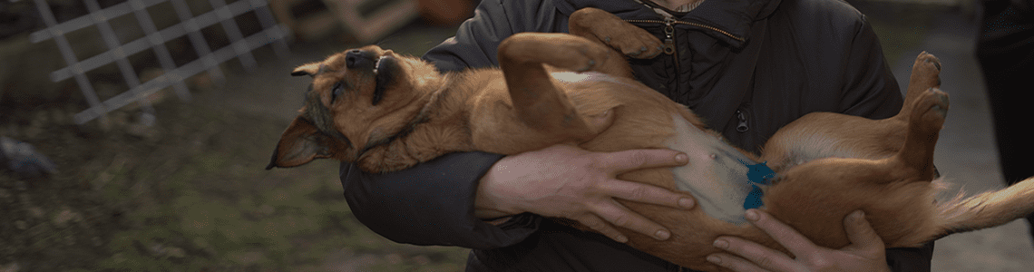 Vår rolle for å redusere overpopulasjonen av gatehunder i Romania